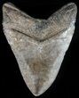 Brown, Fossil Megalodon Tooth - Georgia #56340-2